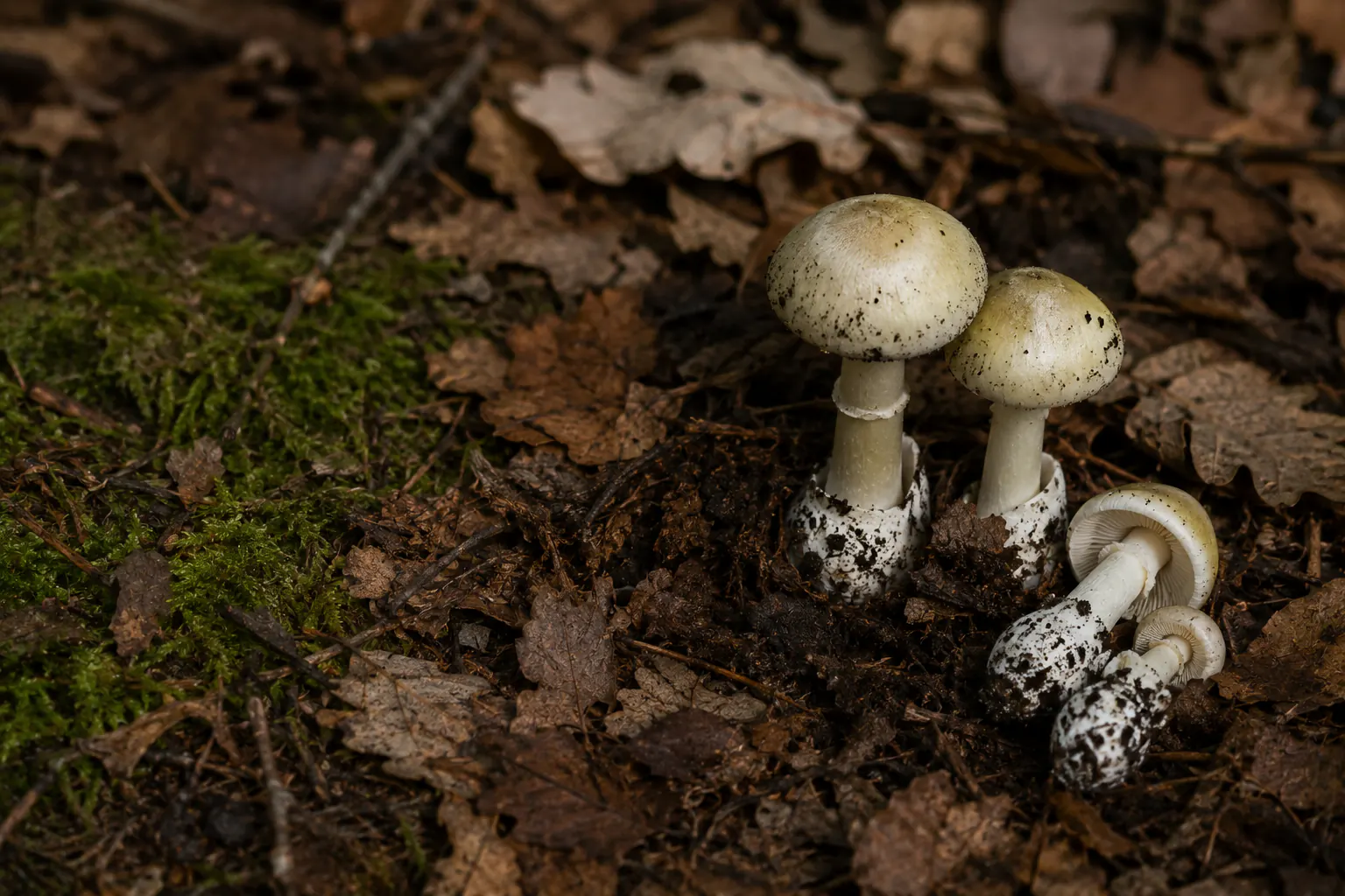 Wild mushrooms growing in leaf litter on a forest floor.